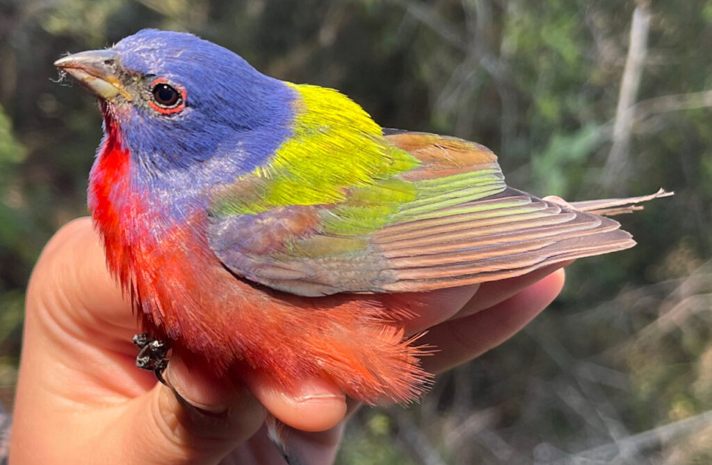 Go birding: peak migration season is here in Alabama