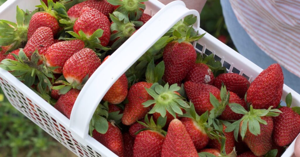 11 u-pick strawberry farms in Alabama you won’t want to miss this summer