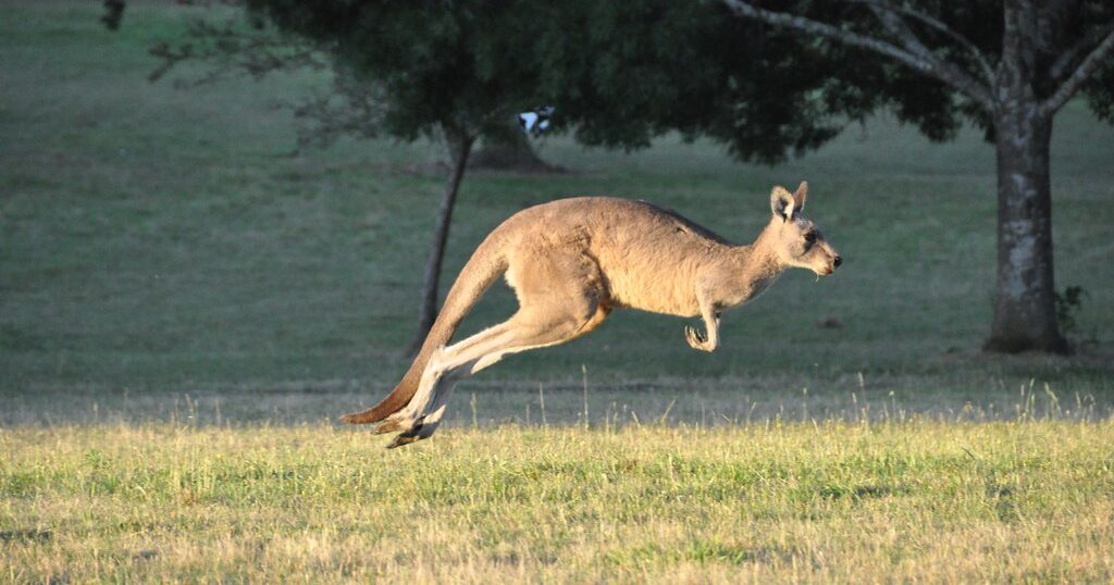 WATCH: Kangaroo recaptured after causing chaos along Alabama interstate WATCH: Kangaroo recaptured after causing chaos along Alabama interstate