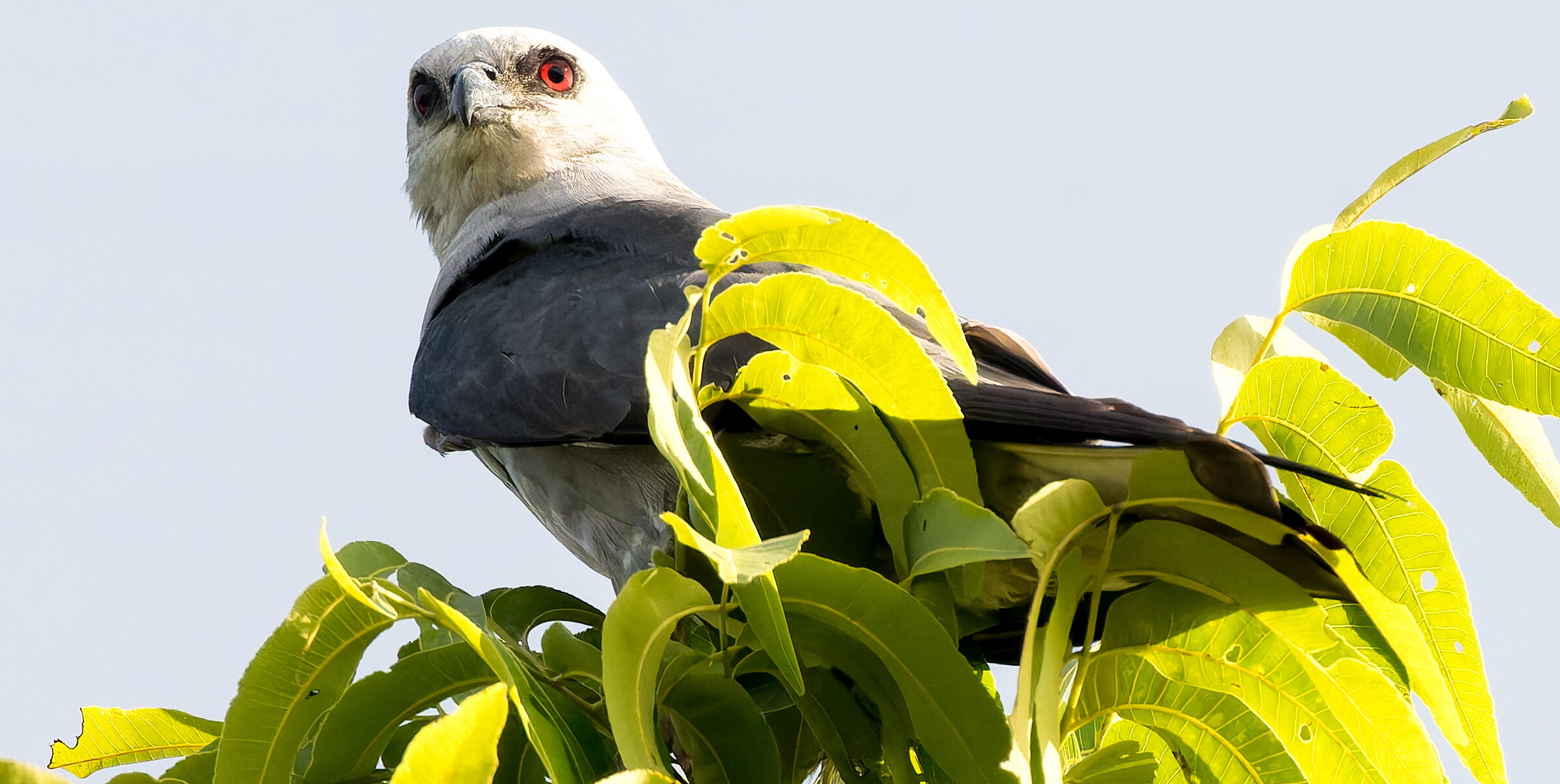 See beautiful birds + historic sites at the Black Belt Birding Festival, August 1-3