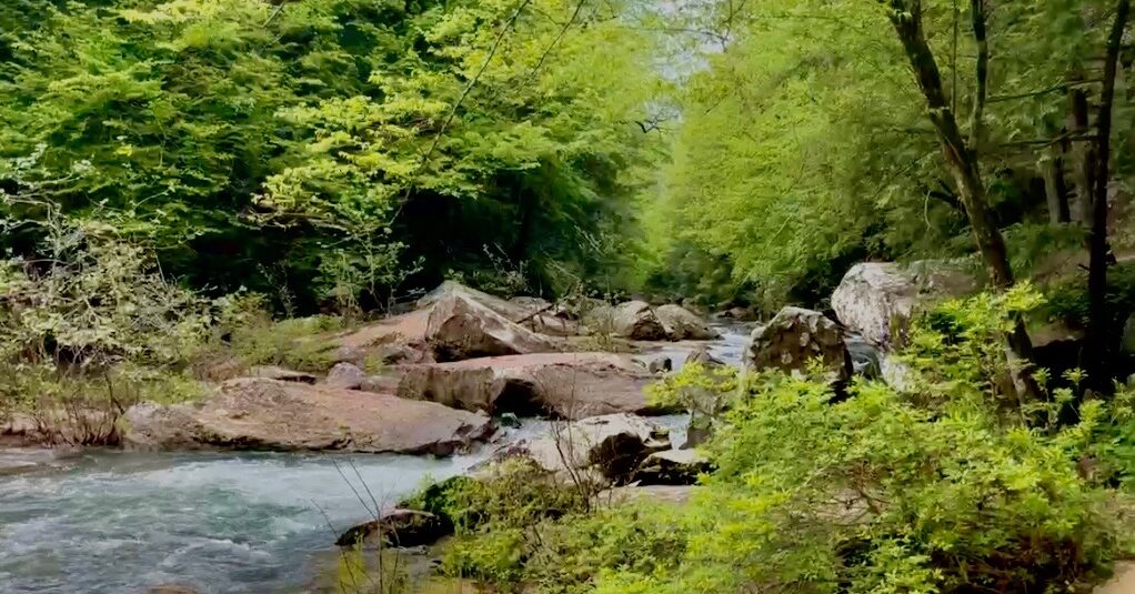 Sipsey Wilderness completes 50-year journey with new 40-acre addition