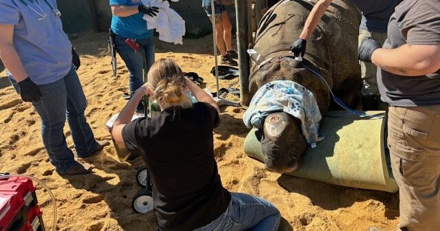 Fitz the Rhino: How the Montgomery Zoo used maggot therapy in a road to recovery
