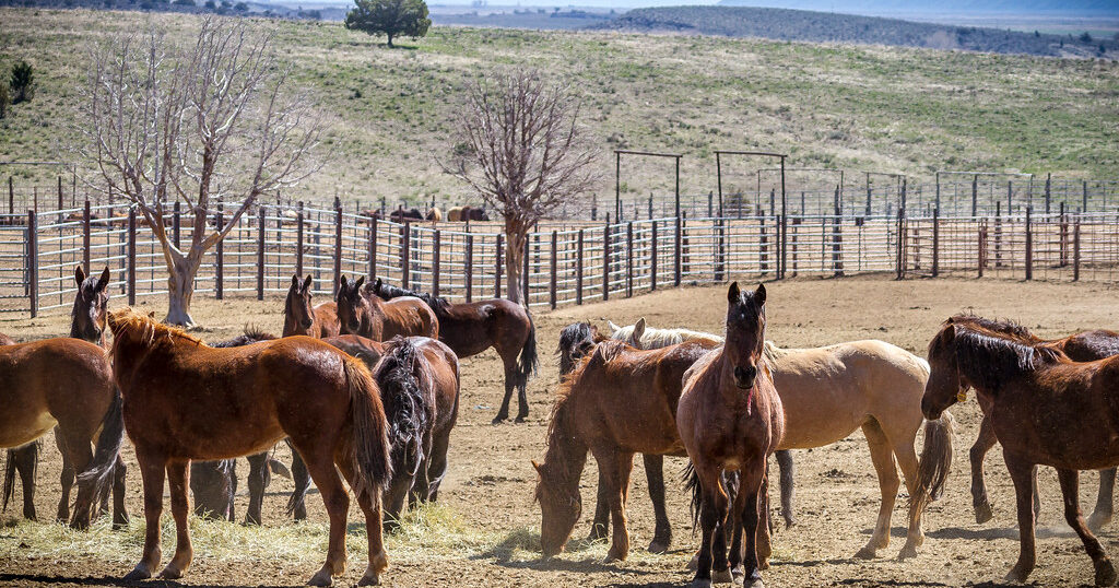 How you could adopt a wild horse or burro through federal auction