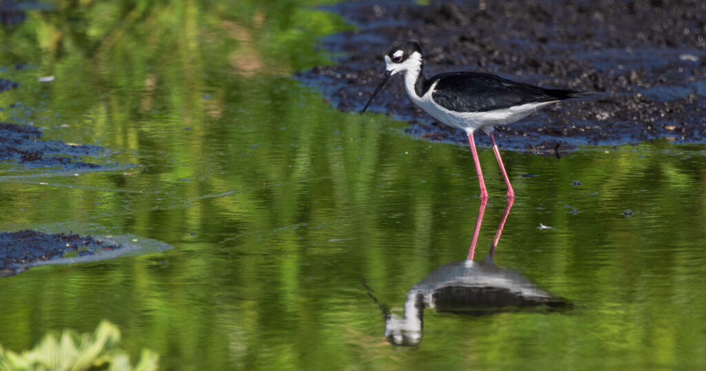 Alabama Audubon takes over management of Alabama Coastal BirdFest