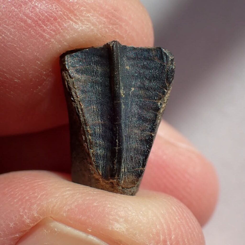 84 million-year-old fossil found in Alabama creek