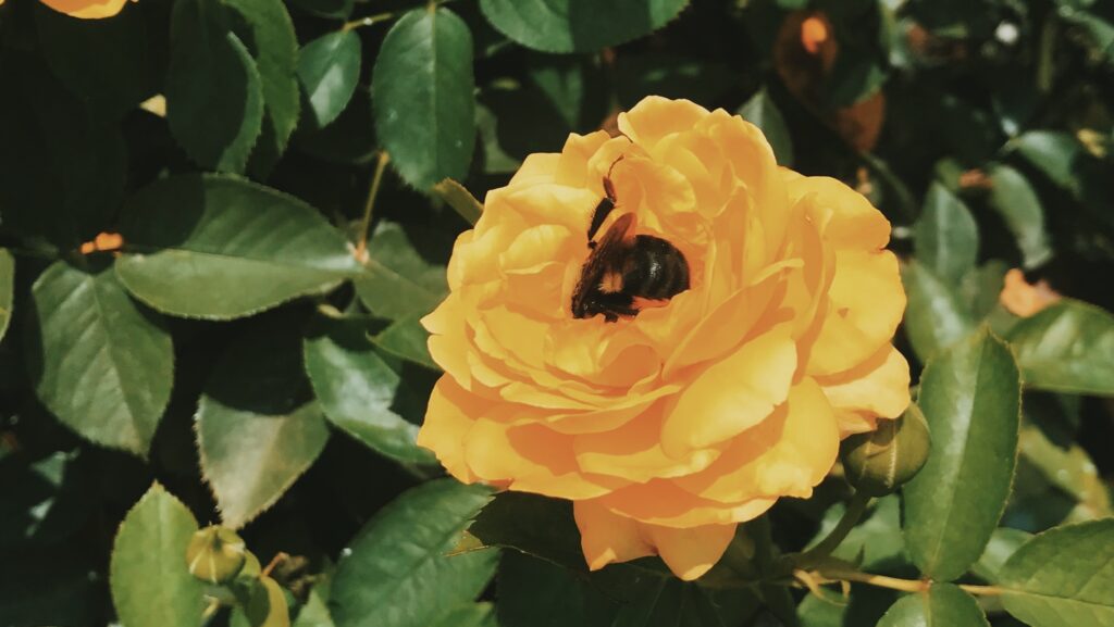 Great Southeast Pollinator Census is August 21-22: How you can get involved Great Southeast Pollinator Census is August 21-22: How you can get involved