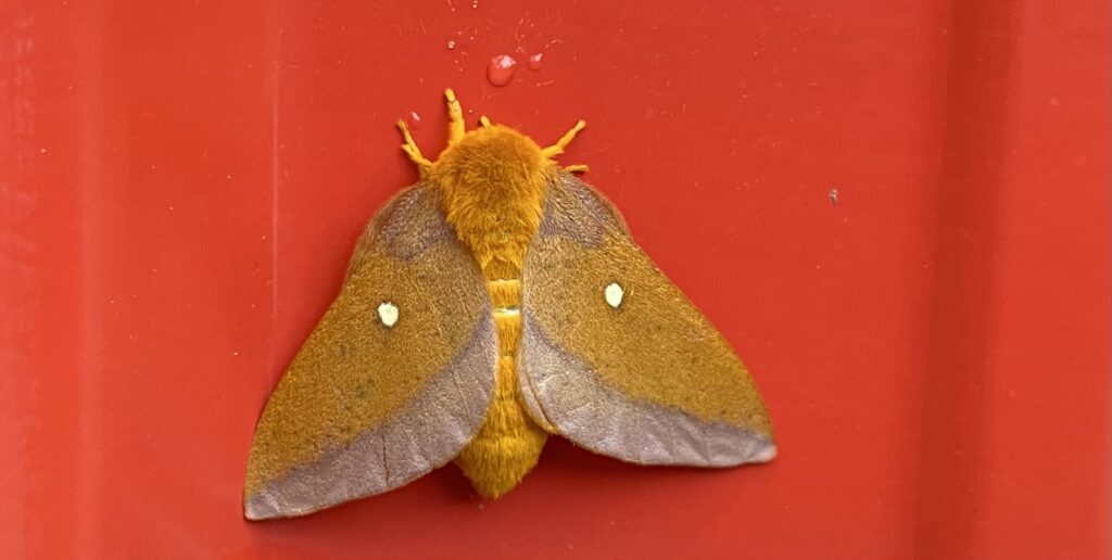 Moth Week Showdown: Which Alabama research center spotted the most?