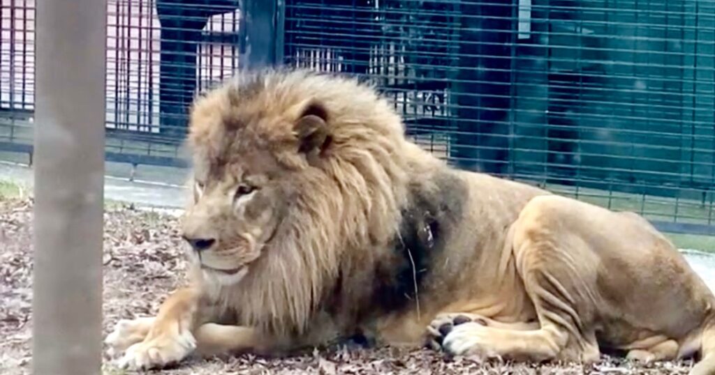 UNA says at least M needed to bring live lions back to campus