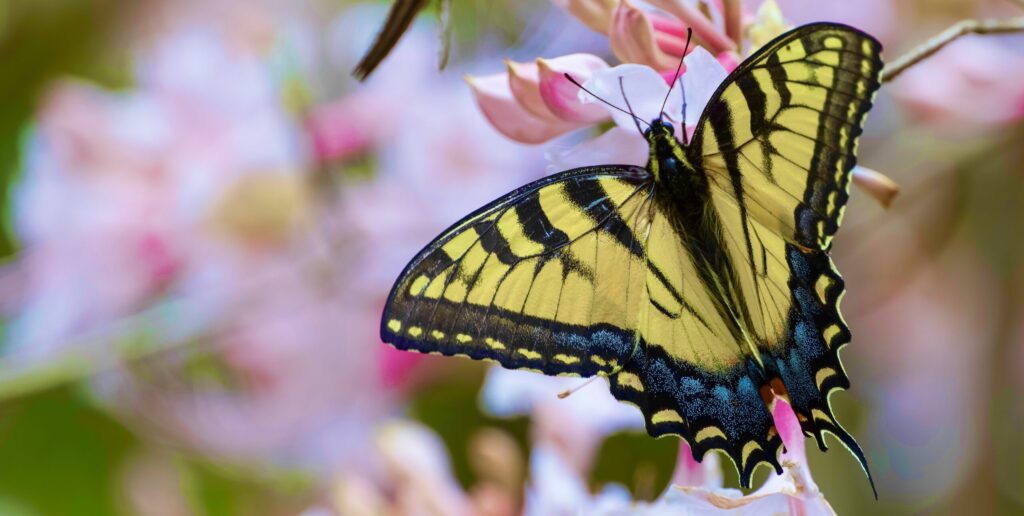 Calling all Alabamians: Join the Pollinator Count!