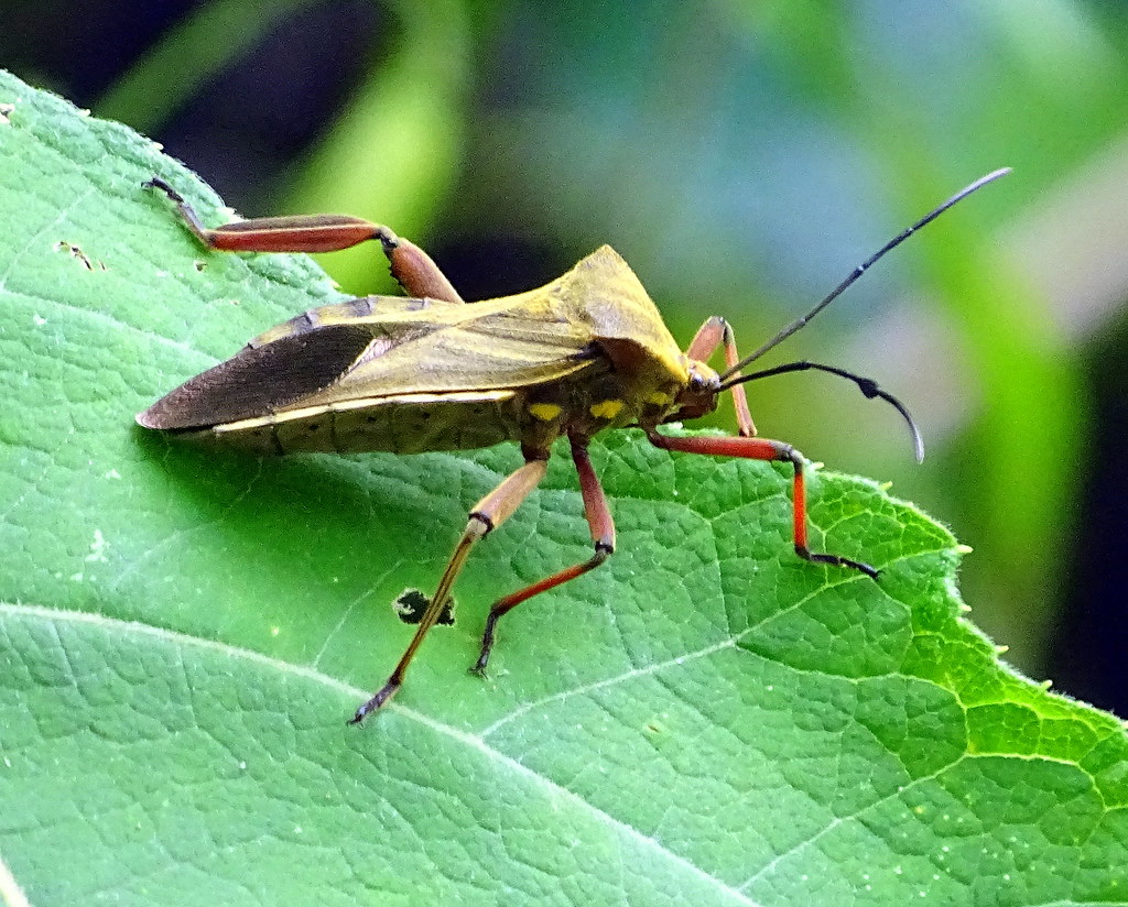 A Kissing Bug in Alabama? What it means + how to stay safe