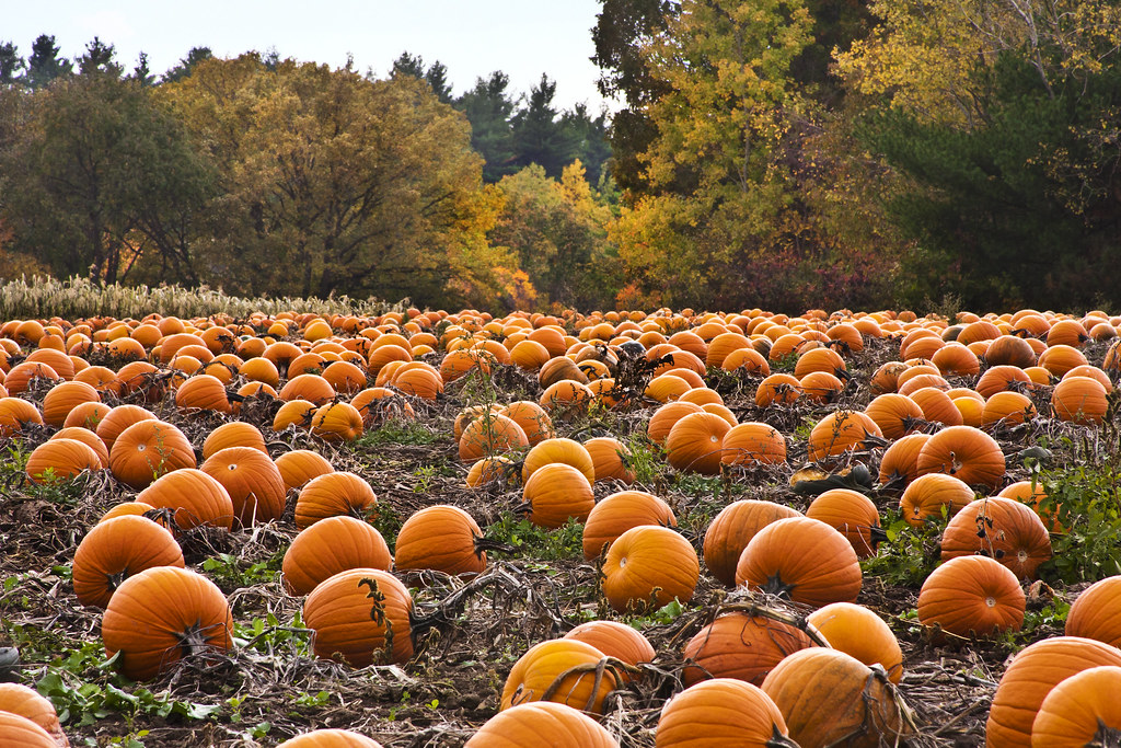 Pumpkin Patches in Alabama: 15 spots to pick your own pumpkin this Fall Pumpkin Patches in Alabama: 15 spots to pick your own pumpkin this Fall