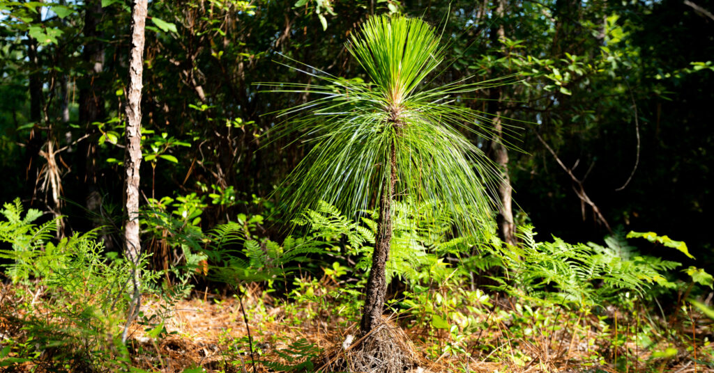 Did you know this rare Alabama forest is found nowhere else on earth? Did you know this rare Alabama forest is found nowhere else on earth?