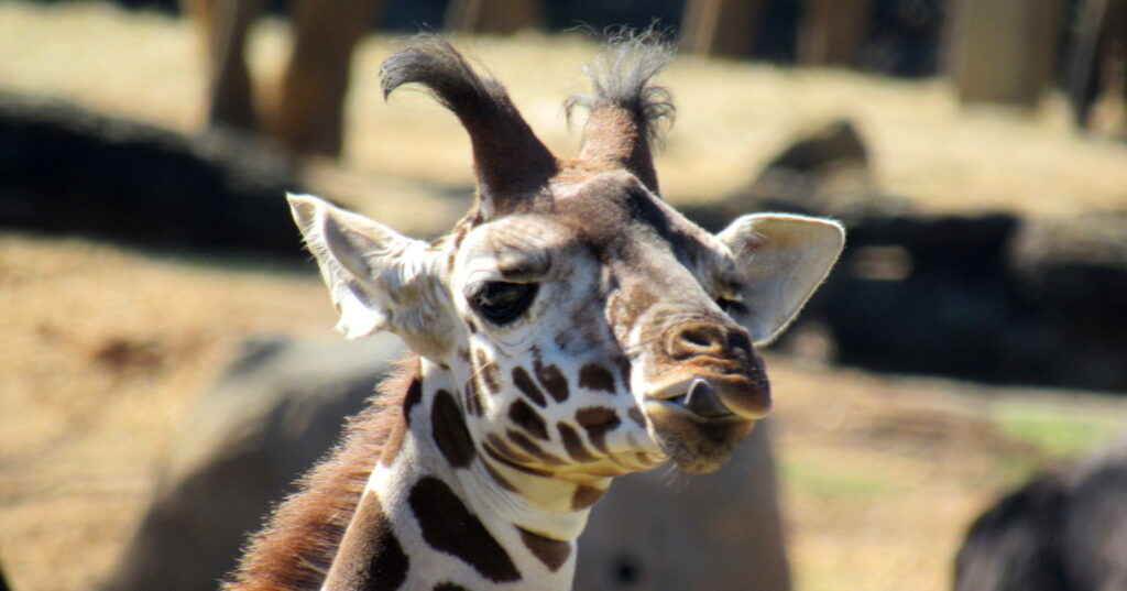 Meet Ozzi: New baby giraffe debuts at Montgomery Zoo [PHOTOS]