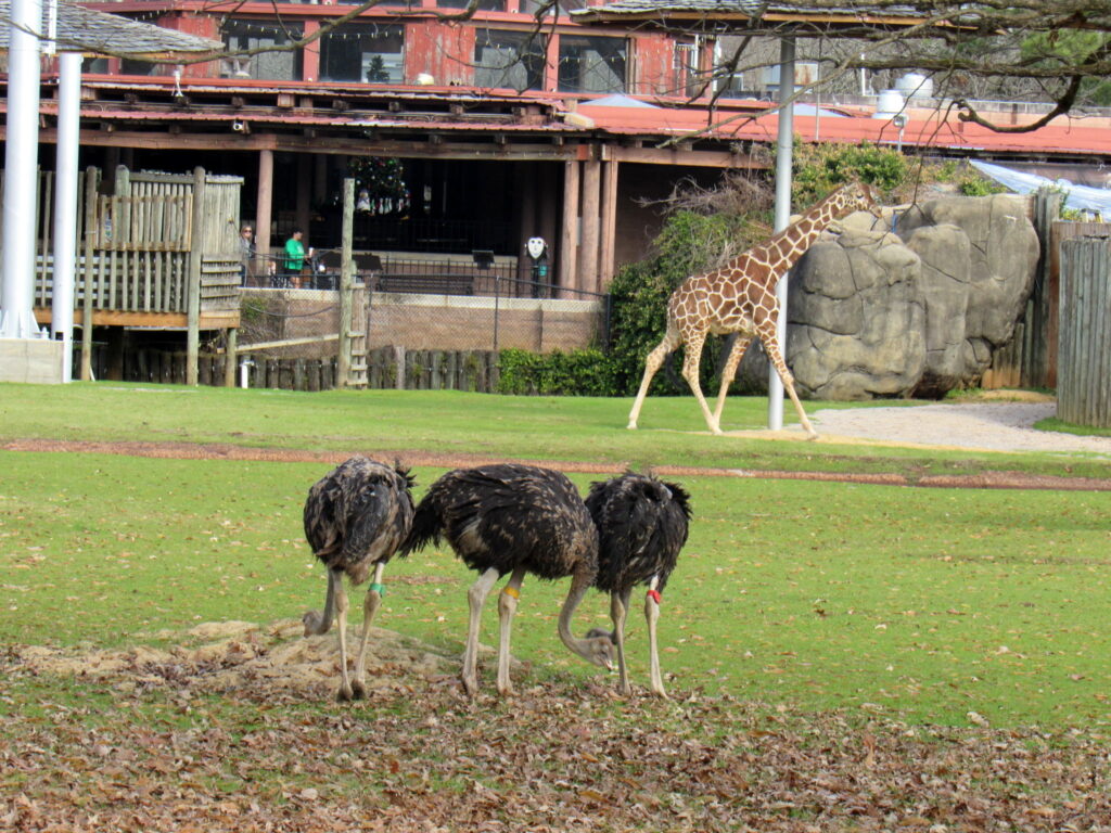 Montgomery Zoo introduces Baby Ostrich Flock —the “Beans” Montgomery Zoo introduces Baby Ostrich Flock —the “Beans”