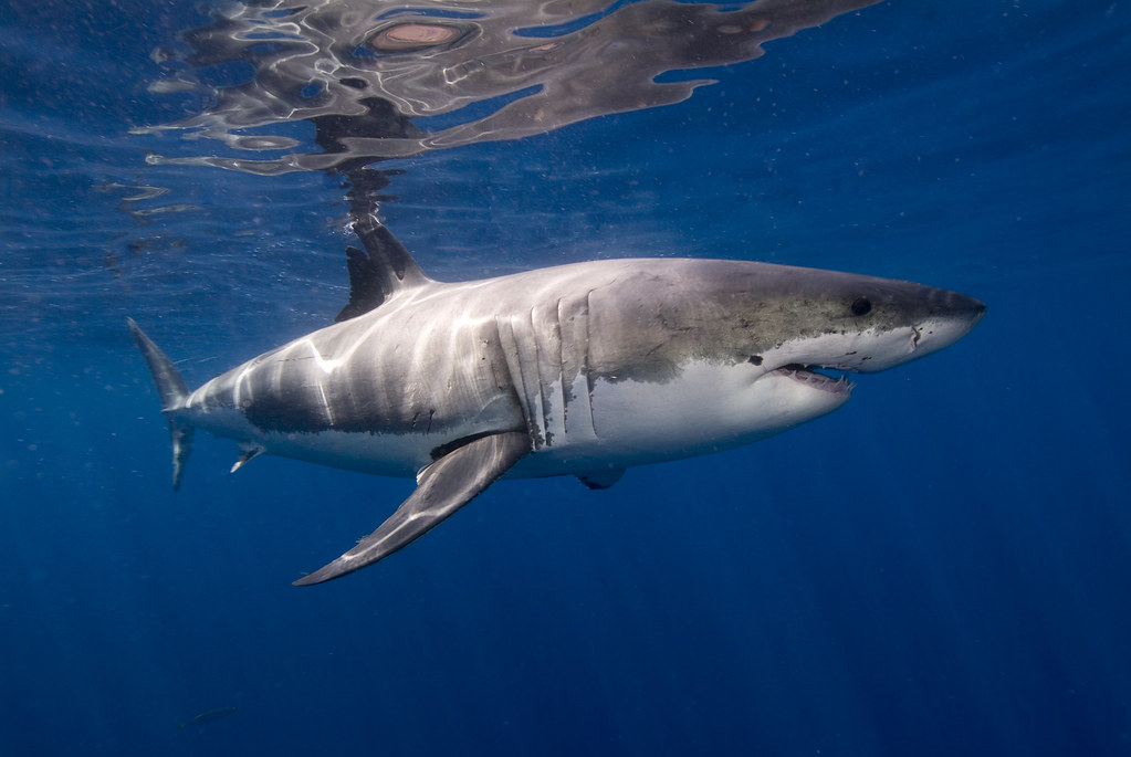 1,000-pound great white shark recorded just off Alabama coast 1,000-pound great white shark recorded just off Alabama coast