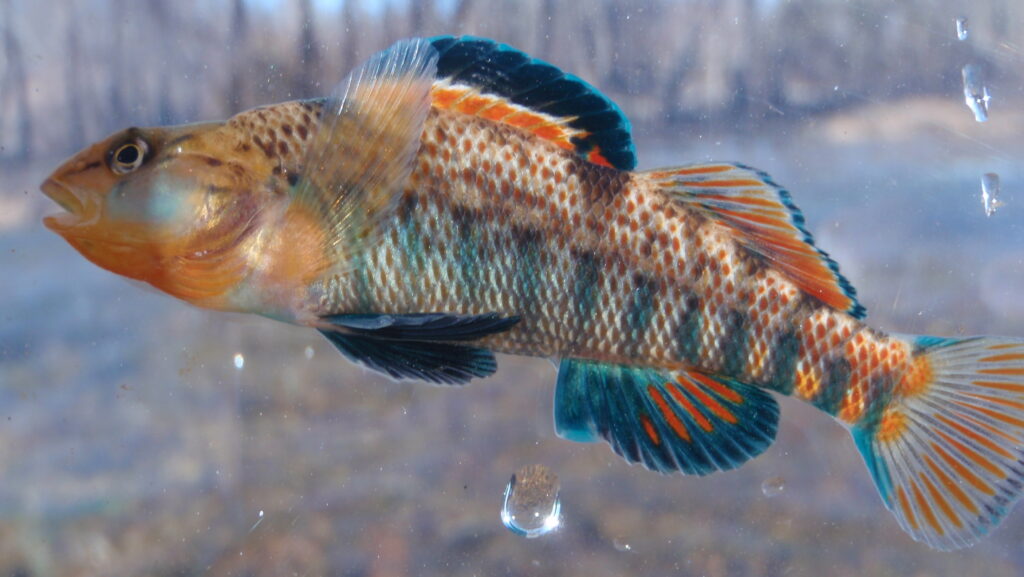 Did you know one of the world’s top fisheries programs is right here in Alabama?