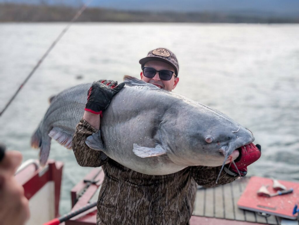 Amazing 84-pound catfish reeled in from Lake Guntersville Amazing 84-pound catfish reeled in from Lake Guntersville