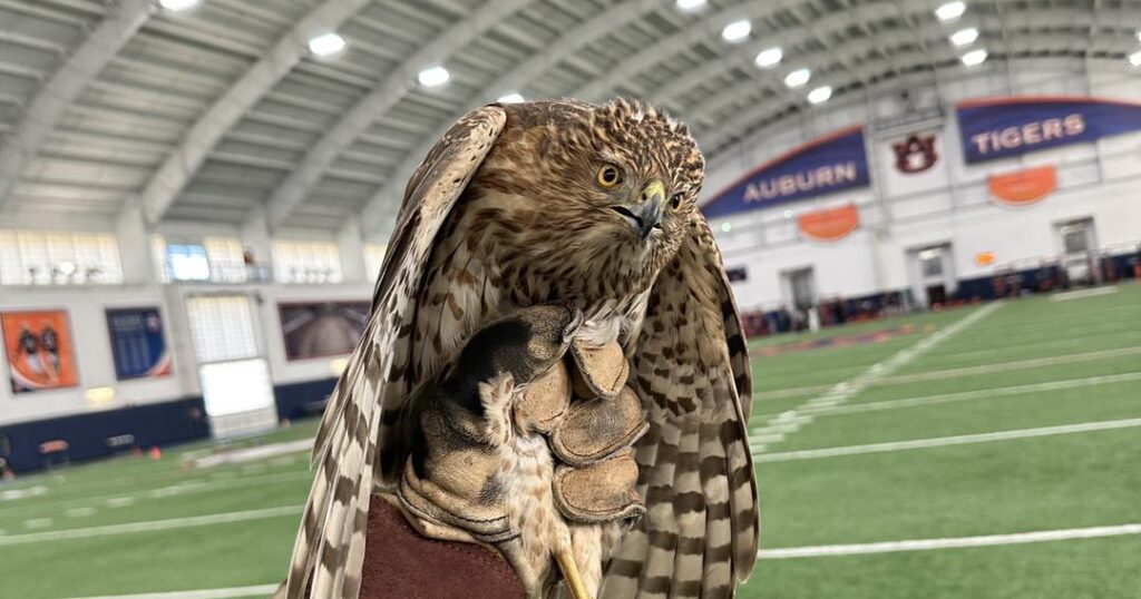 Auburn’s indoor football facility hosts unexpected visitor Auburn’s indoor football facility hosts unexpected visitor