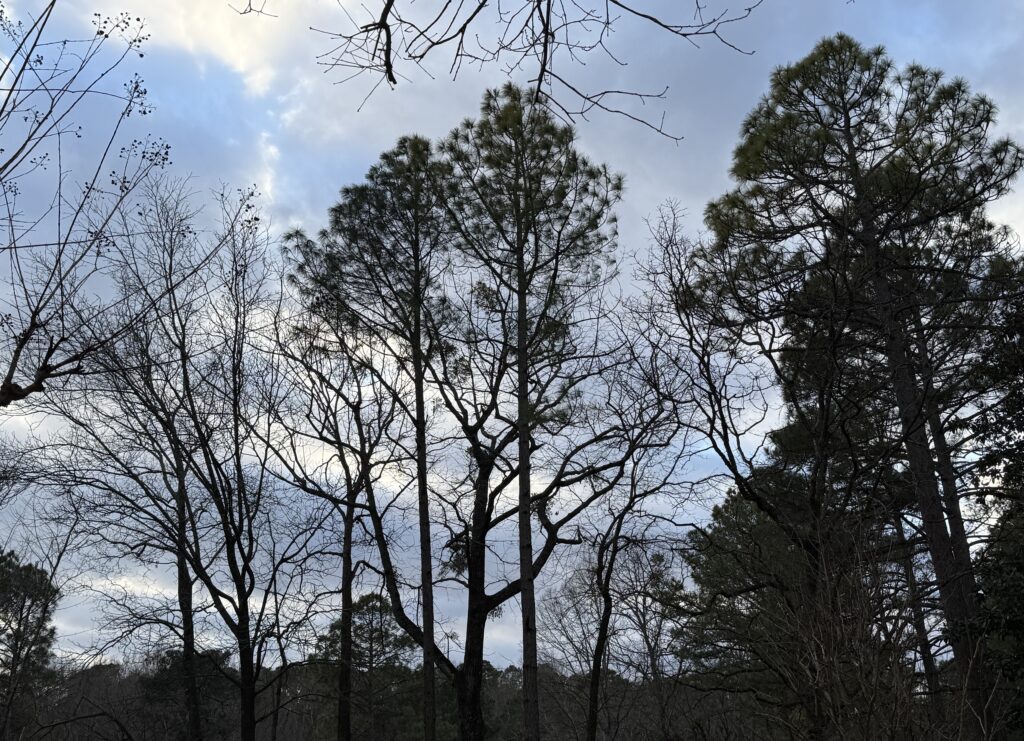 How January’s cold temperatures compare to historic lows in Alabama