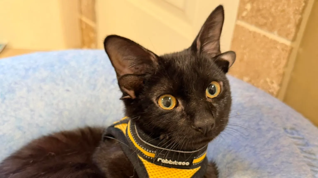 Alabama kitten with rare genetic mutation attracts national attention Alabama kitten with rare genetic mutation attracts national attention