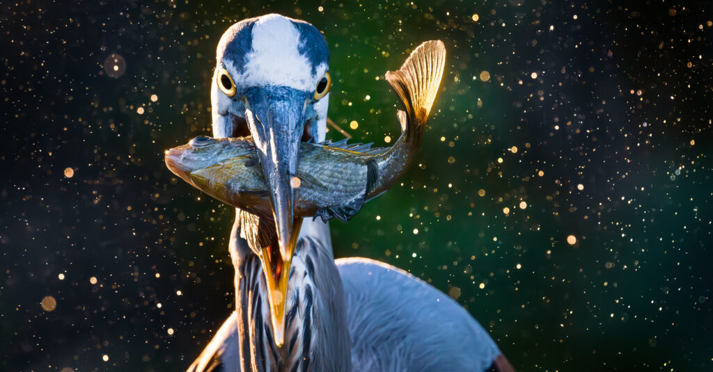 2026 Outdoor Alabama Photo Contest winners [PHOTOS]