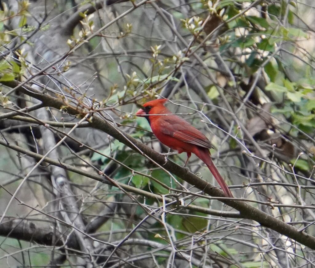 How a national bird shortage is impacting Alabama + what is being done to help How a national bird shortage is impacting Alabama + what is being done to help