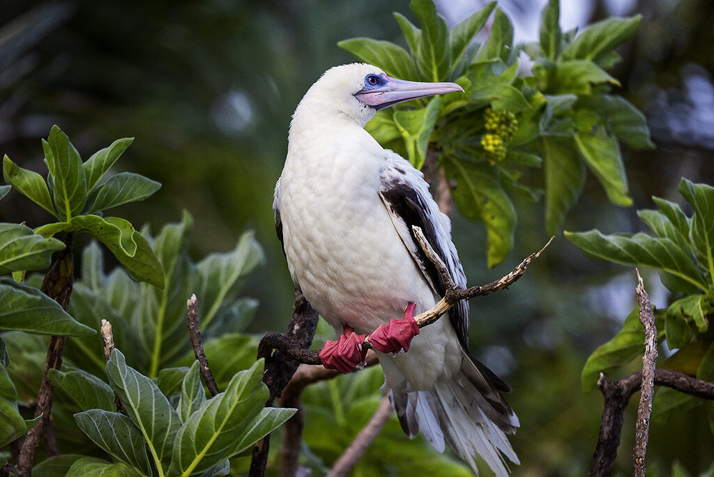 Rare sighting of red-footed booby reported near Lake Martin