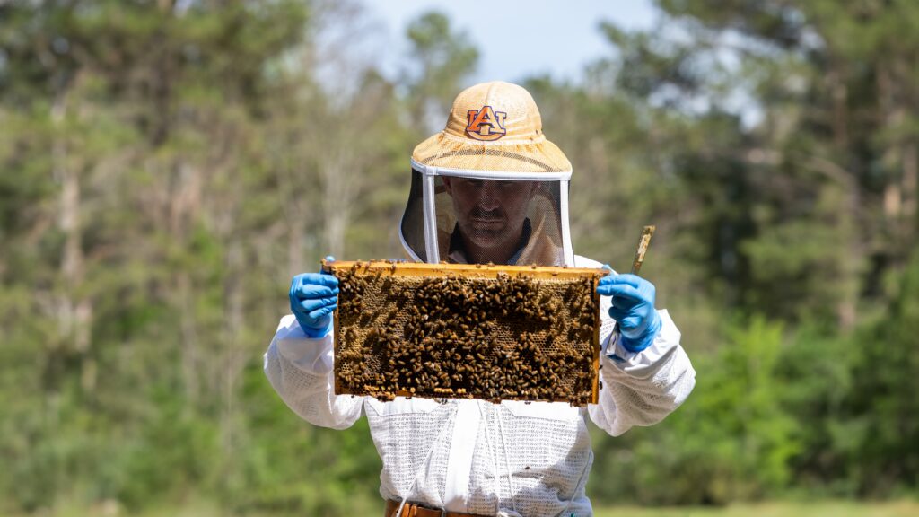 Love Alabama’s fresh fruit + flowers? Thank these pollinators Love Alabama’s fresh fruit + flowers? Thank these pollinators