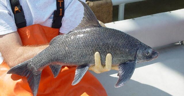 Why is World Fish Migration Day, May 23rd, important for Alabama?