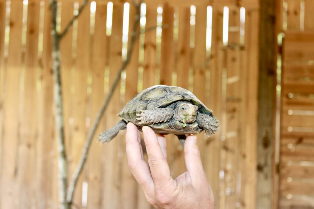 Hidden turtle sanctuary in Tuscaloosa—what you need to know