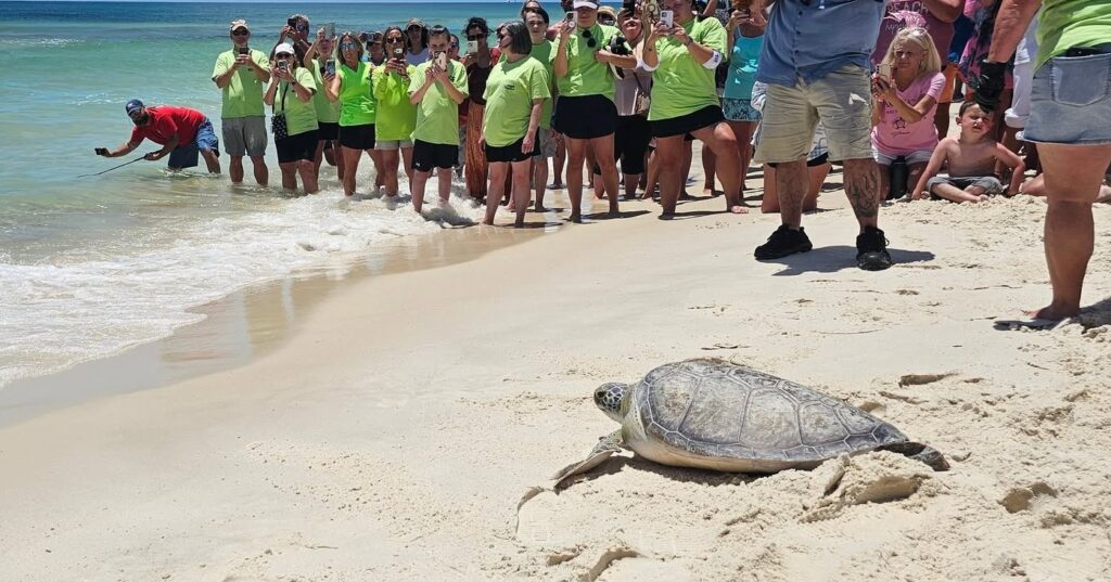 World Sea Turtle Day: How Alabama celebrates + how you can help World Sea Turtle Day: How Alabama celebrates + how you can help