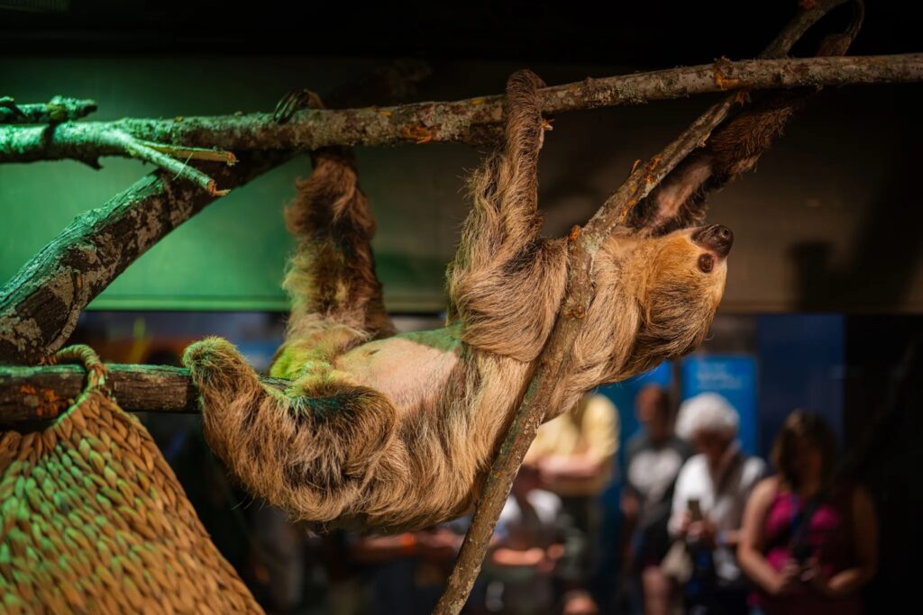 Meet a sloth, pet a python + more at this amazing new animal exhibit Meet a sloth, pet a python + more at this amazing new animal exhibit