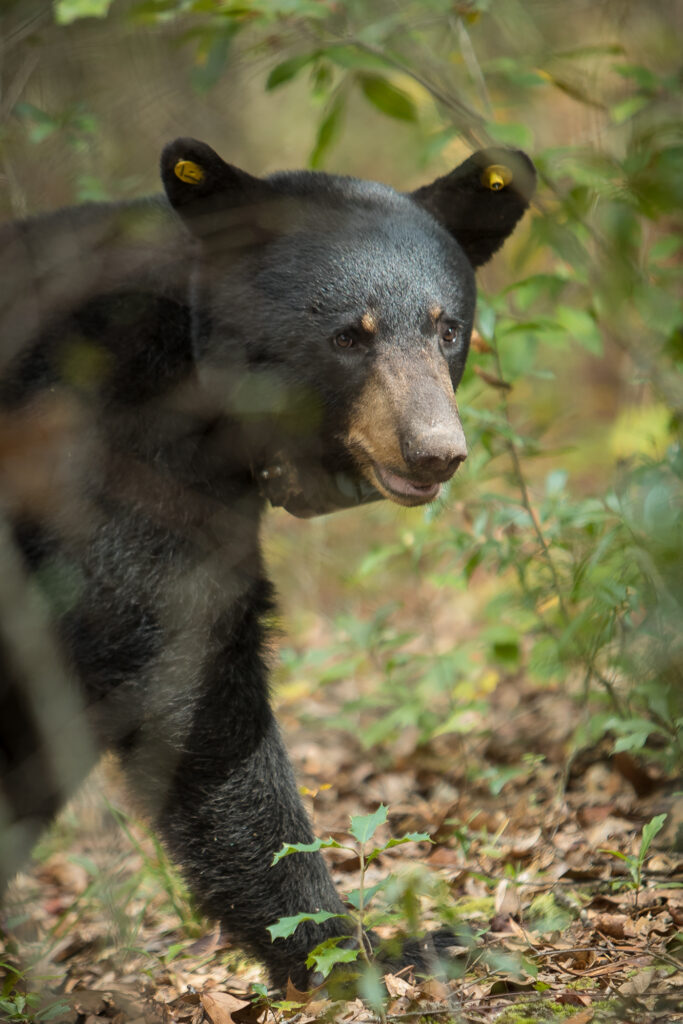 Seen a black bear roaming in Alabama this summer? Wildlife experts say it's completely normal 2 Black bear walking through foliage.