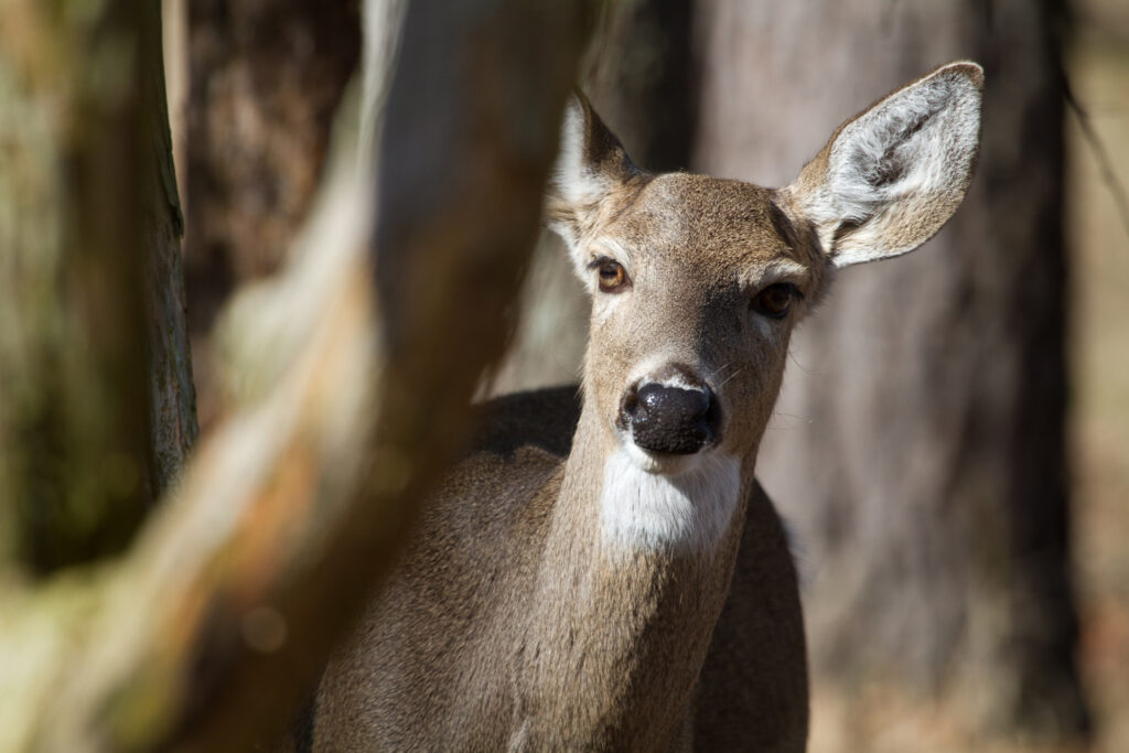 Forever Wild votes to acquire 6,168 acres across Alabama in 6 counties 3 Deer peering through tree branches.
